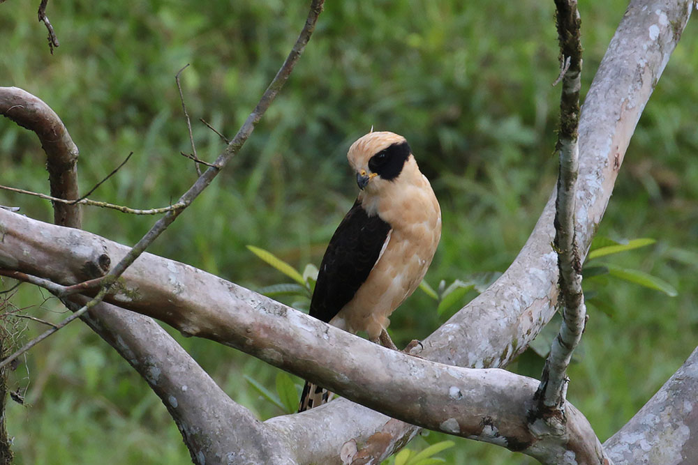 Laughing Falcon